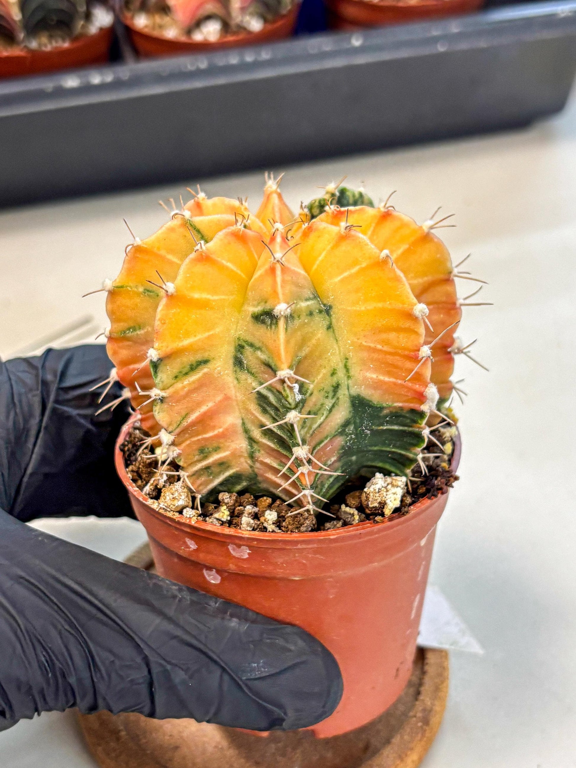 Gymnocalycium Lb Hybrid (gy4) (y3) | Mature Cactus