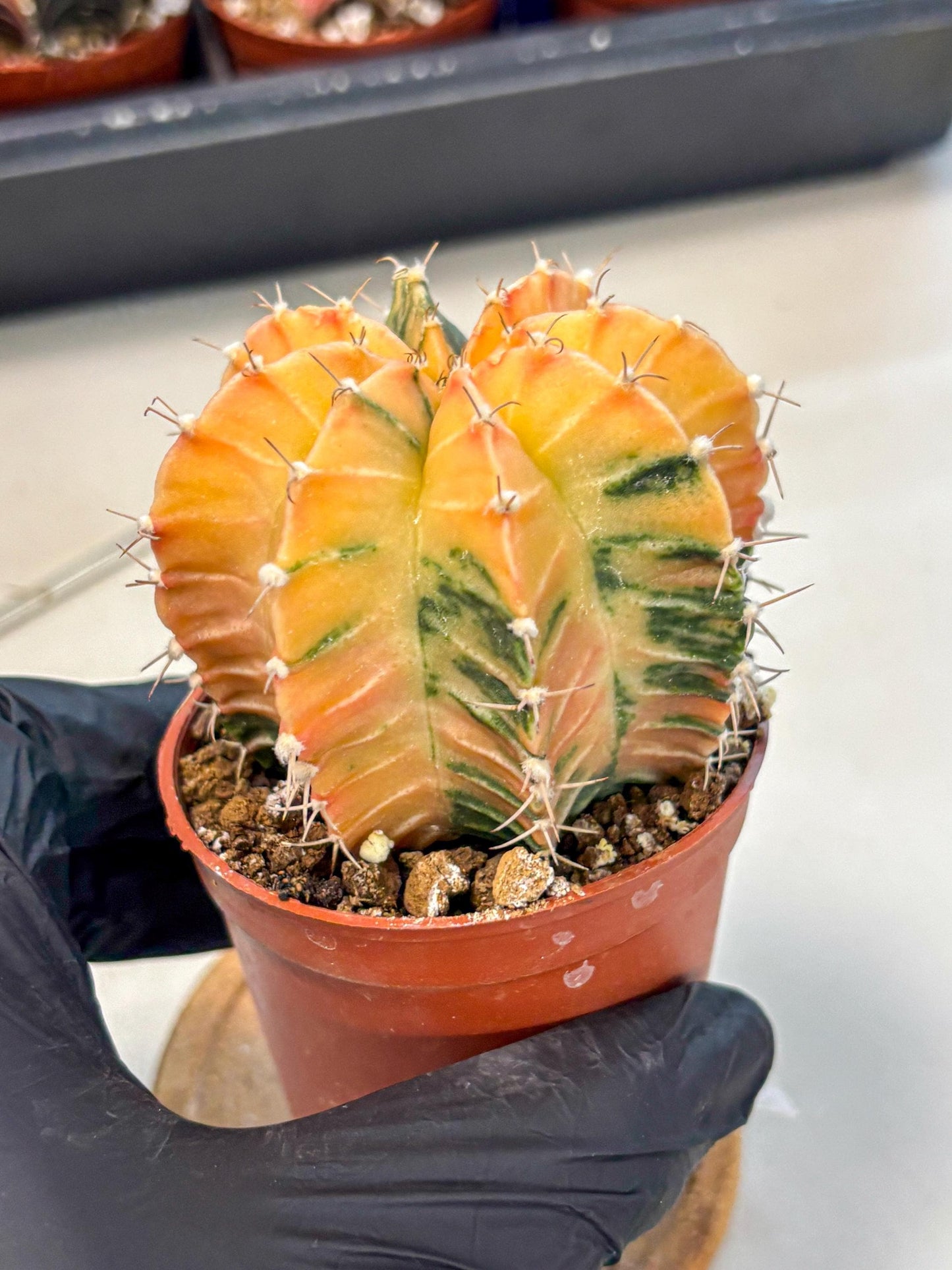 Gymnocalycium Lb Hybrid (gy4) (y3) | Mature Cactus