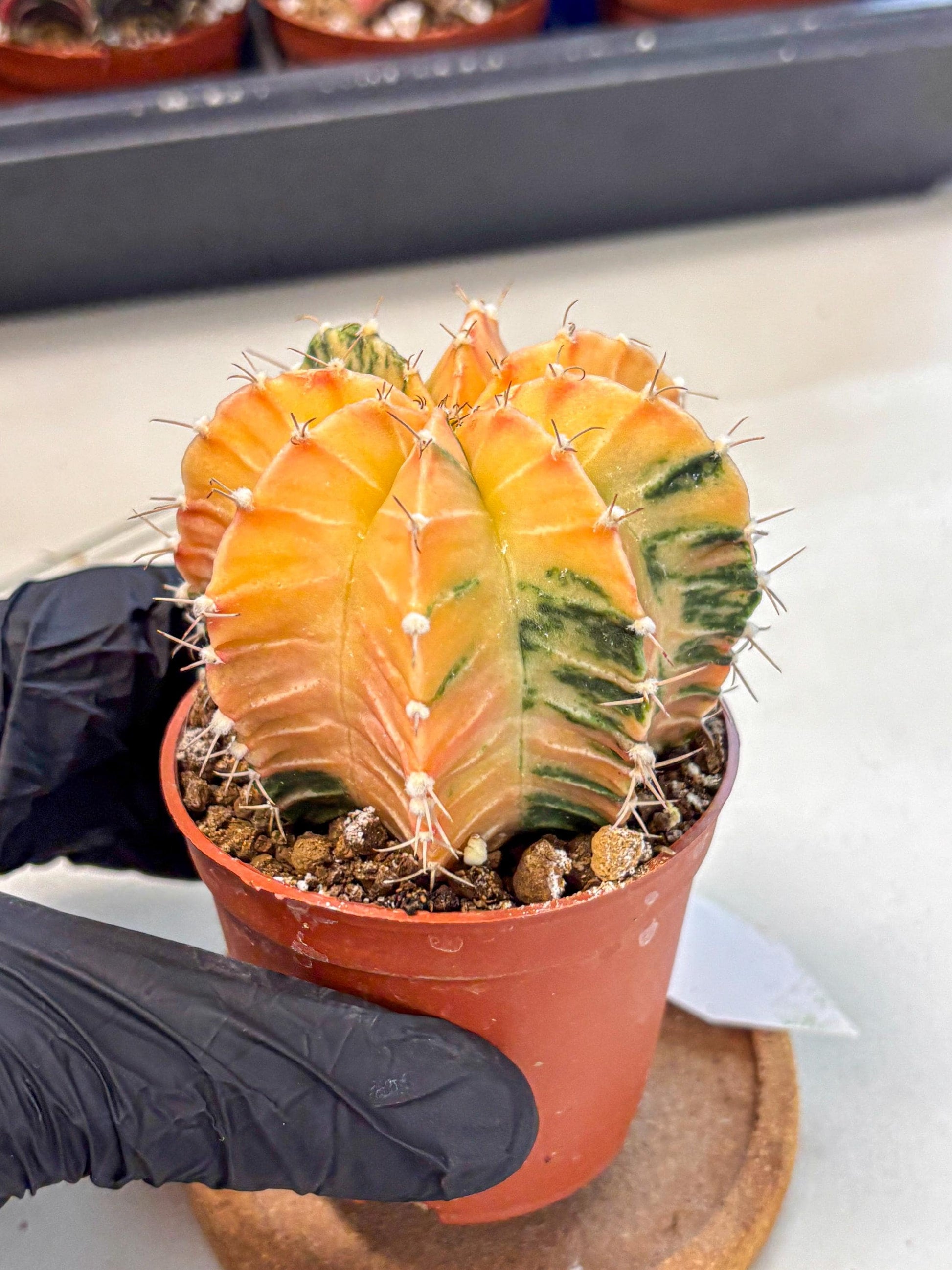 Gymnocalycium Lb Hybrid (gy4) (y3) | Mature Cactus