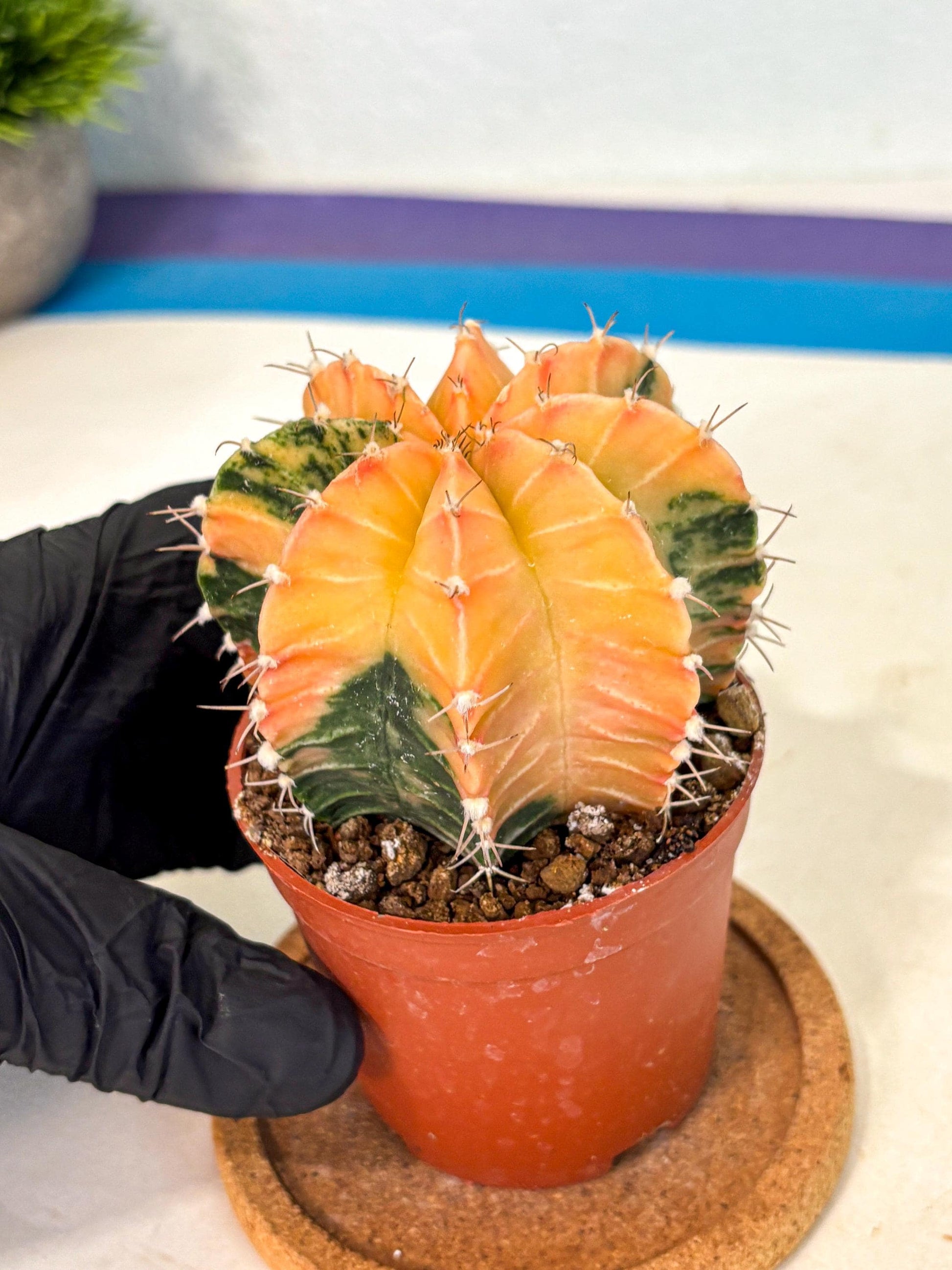 Gymnocalycium Lb Hybrid (gy4) (y3) | Mature Cactus
