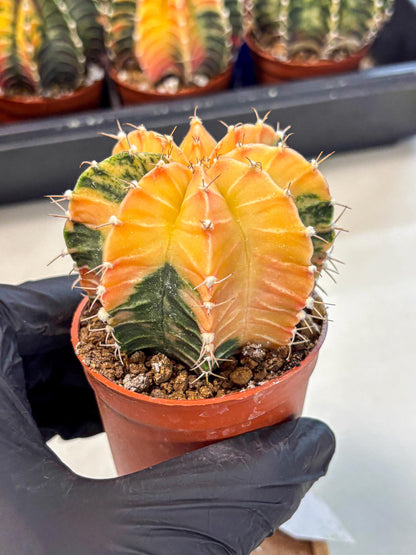 Gymnocalycium Lb Hybrid (gy4) (y3) | Mature Cactus