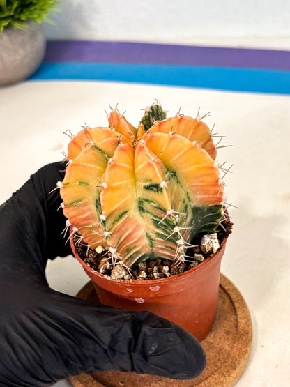 Gymnocalycium Lb Hybrid (gy4) (y3) | Mature Cactus