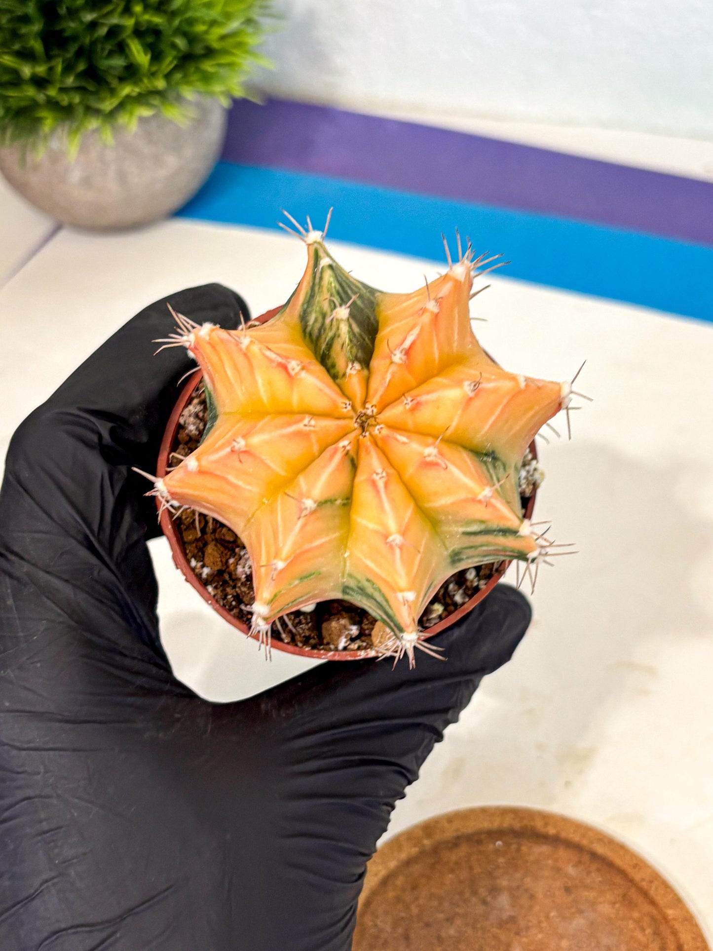 Gymnocalycium Lb Hybrid (gy4) (y3) | Mature Cactus