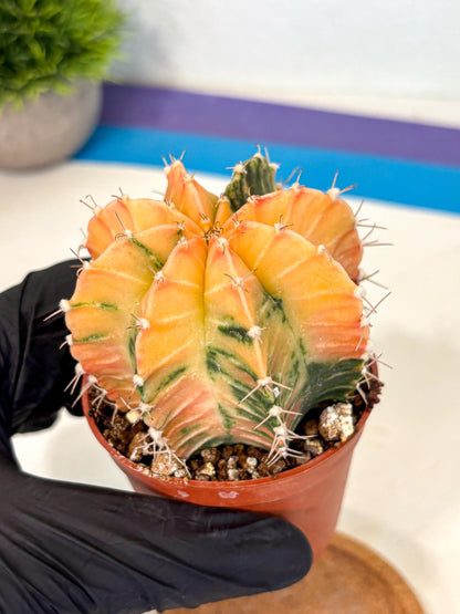 Gymnocalycium Lb Hybrid (gy4) (y3) | Mature Cactus