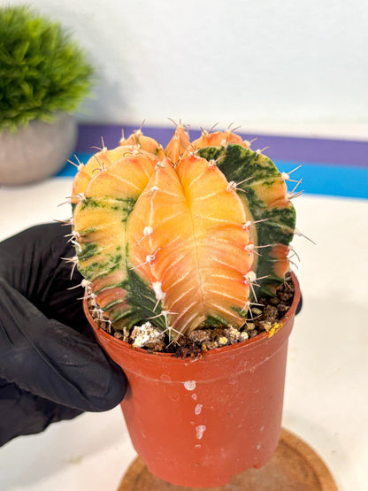 Gymnocalycium Lb Hybrid (gy4) (y3) | Mature Cactus
