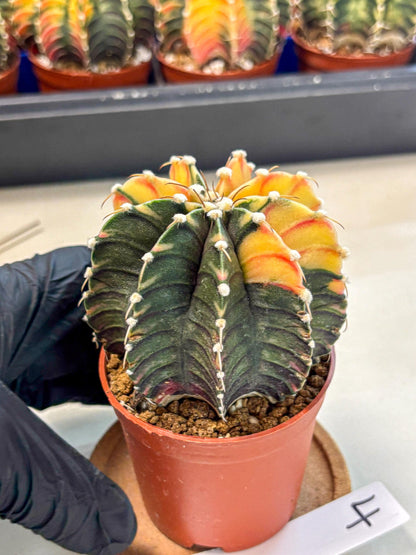 Gymnocalycium Lb Hybrid (gy4) (y4) | Mature Cactus