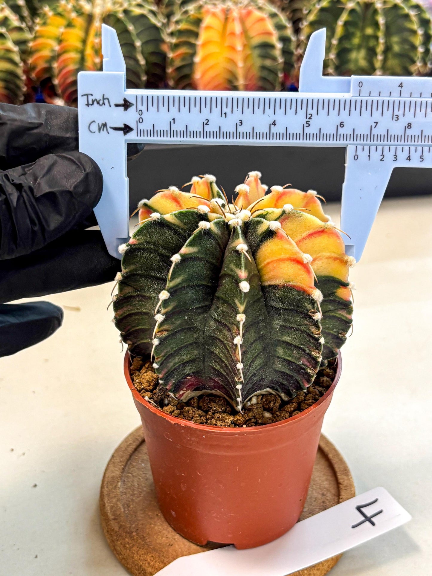 Gymnocalycium Lb Hybrid (gy4) (y4) | Mature Cactus