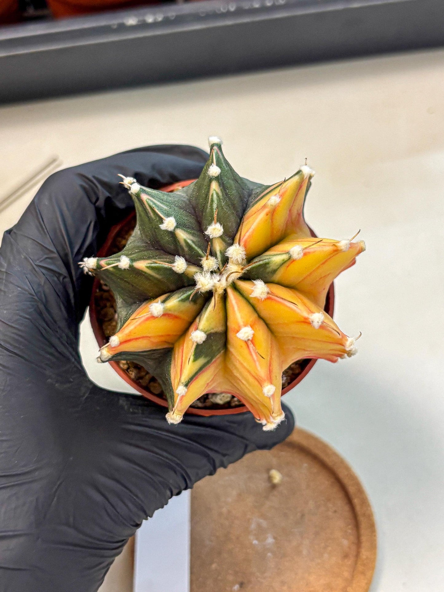 Gymnocalycium Lb Hybrid (gy4) (y4) | Mature Cactus