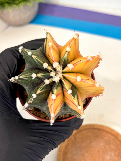 Gymnocalycium Lb Hybrid (gy4) (y4) | Mature Cactus