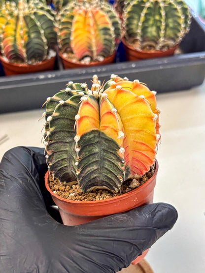 Gymnocalycium Lb Hybrid (gy4) (y4) | Mature Cactus