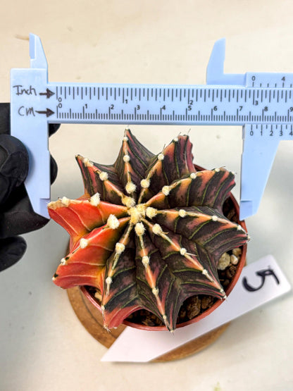 Gymnocalycium Lb Hybrid (gy4) (y5) | Mature Cactus