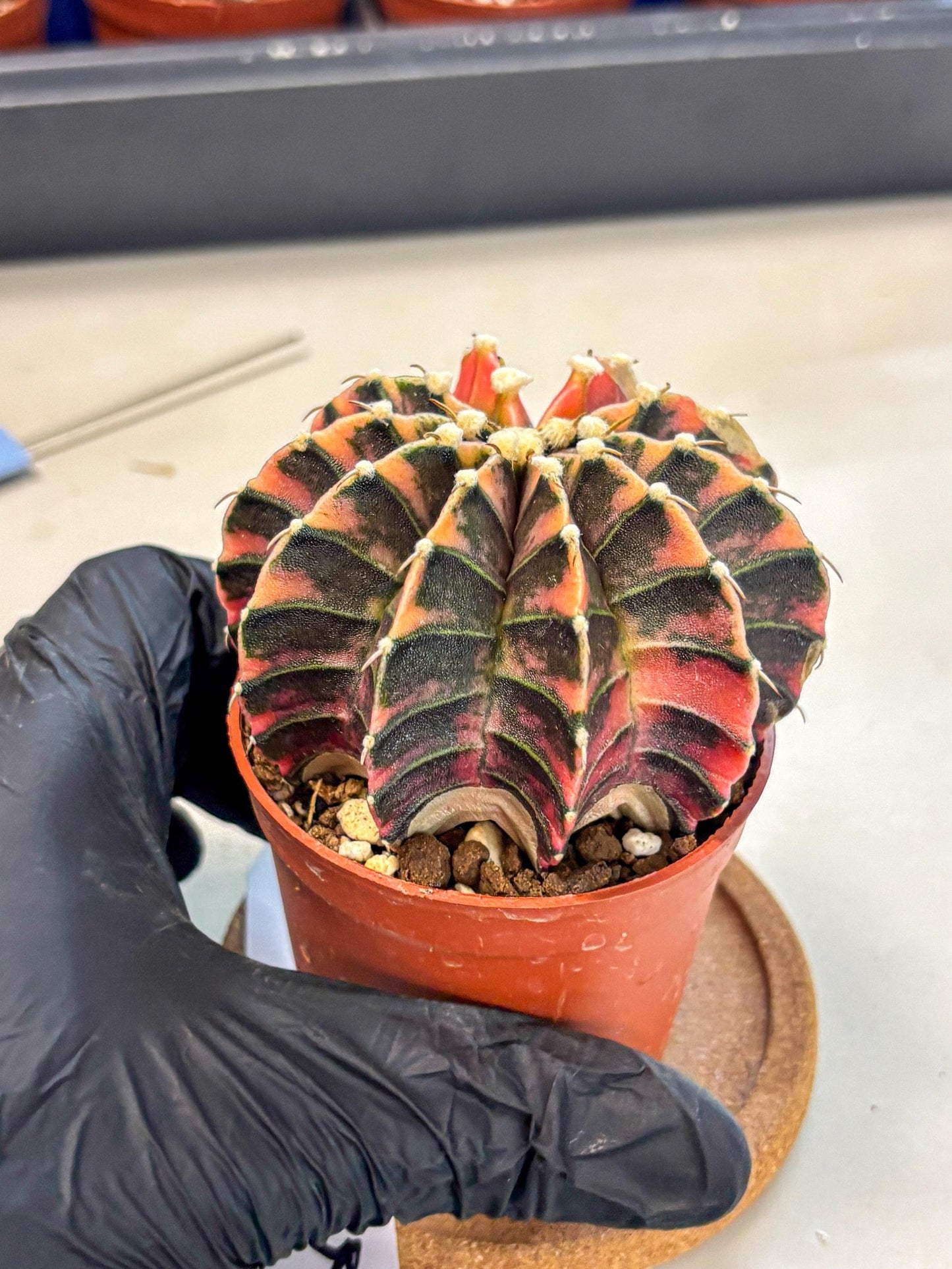 Gymnocalycium Lb Hybrid (gy4) (y5) | Mature Cactus