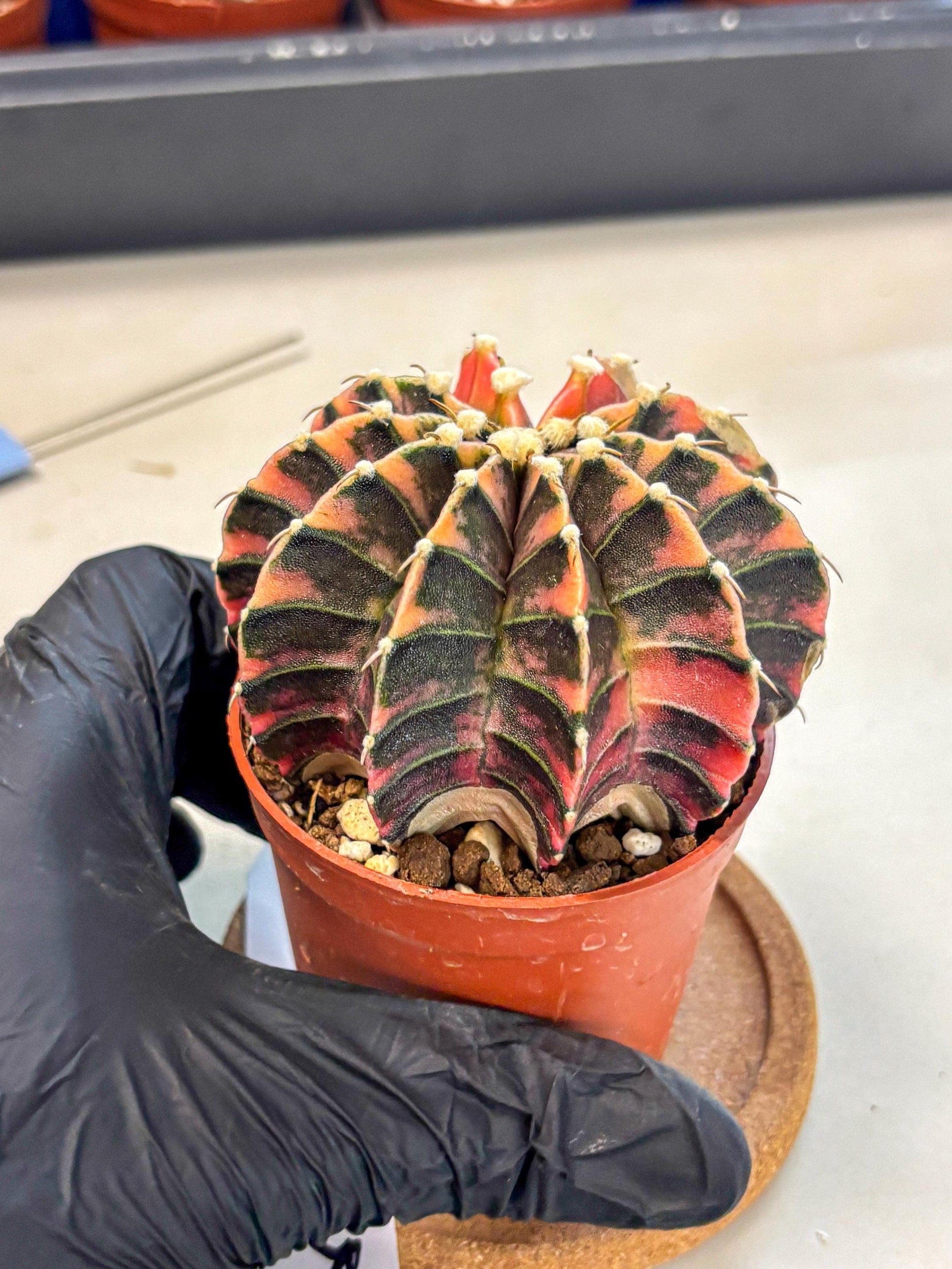Gymnocalycium Lb Hybrid (gy4) (y5) | Mature Cactus