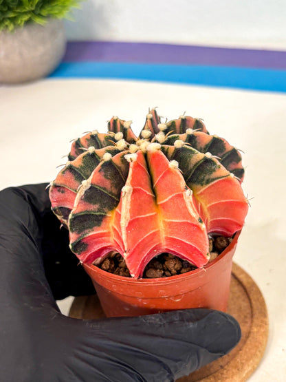 Gymnocalycium Lb Hybrid (gy4) (y5) | Mature Cactus