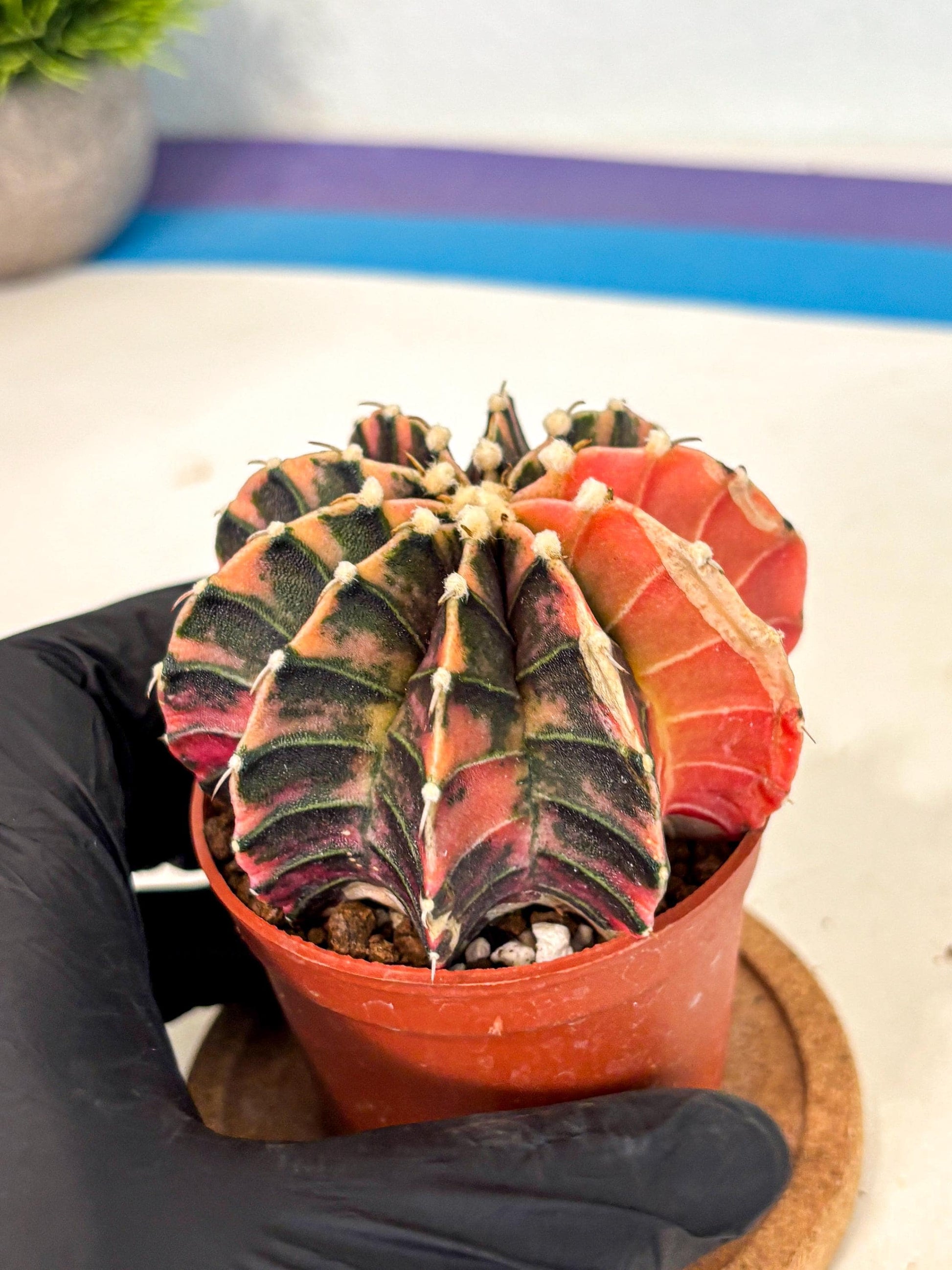 Gymnocalycium Lb Hybrid (gy4) (y5) | Mature Cactus
