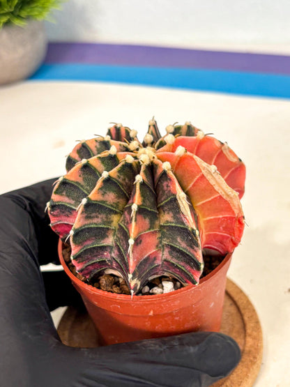 Gymnocalycium Lb Hybrid (gy4) (y5) | Mature Cactus