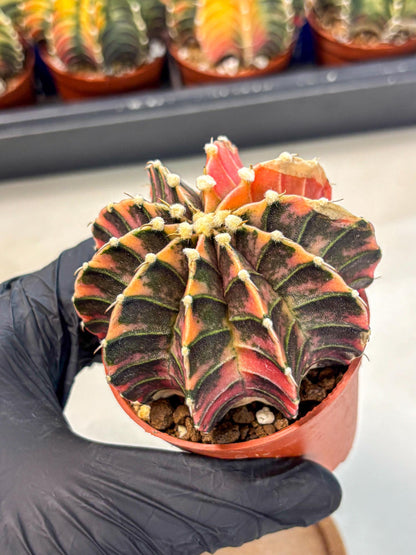 Gymnocalycium Lb Hybrid (gy4) (y5) | Mature Cactus