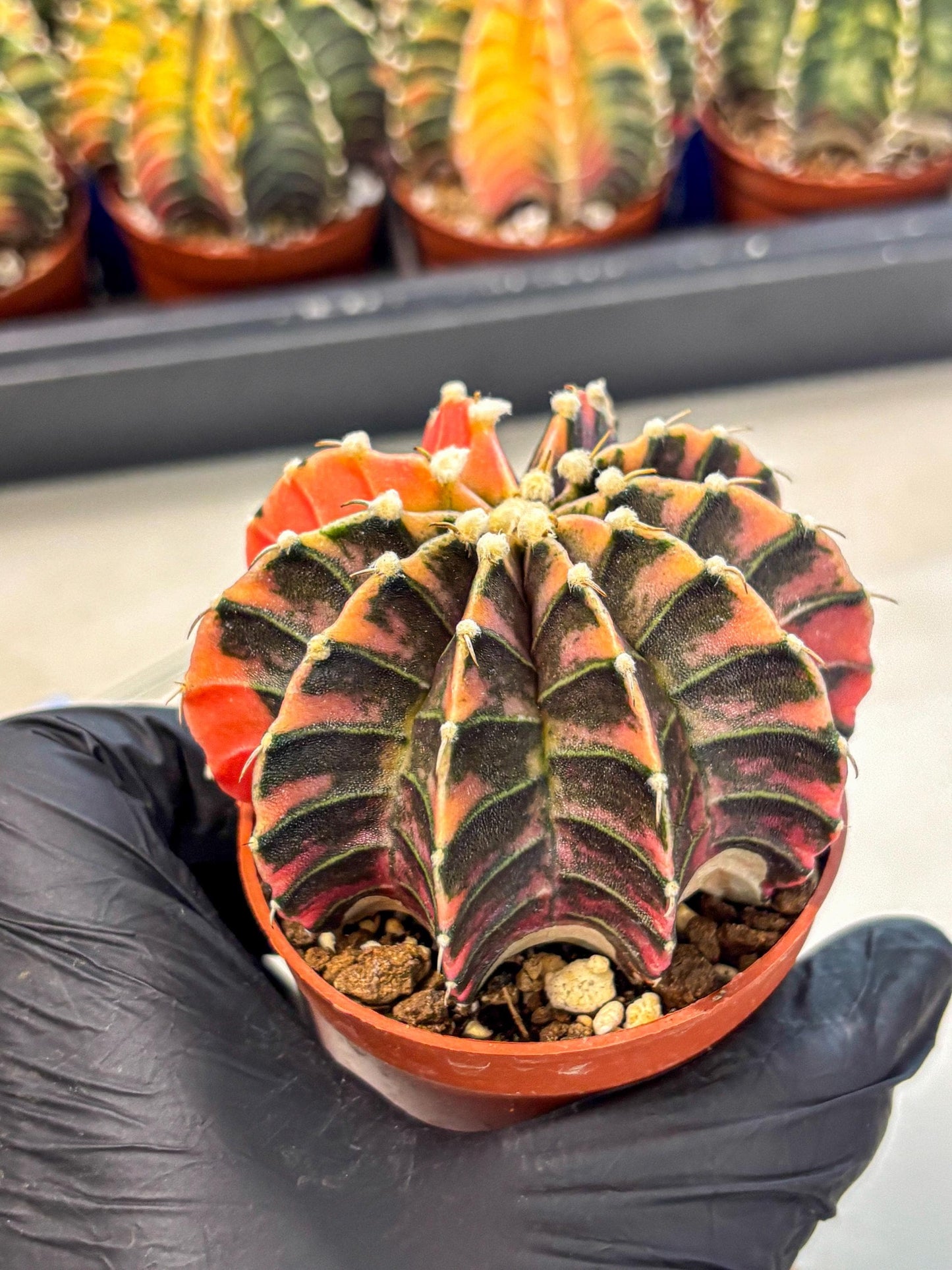 Gymnocalycium Lb Hybrid (gy4) (y5) | Mature Cactus
