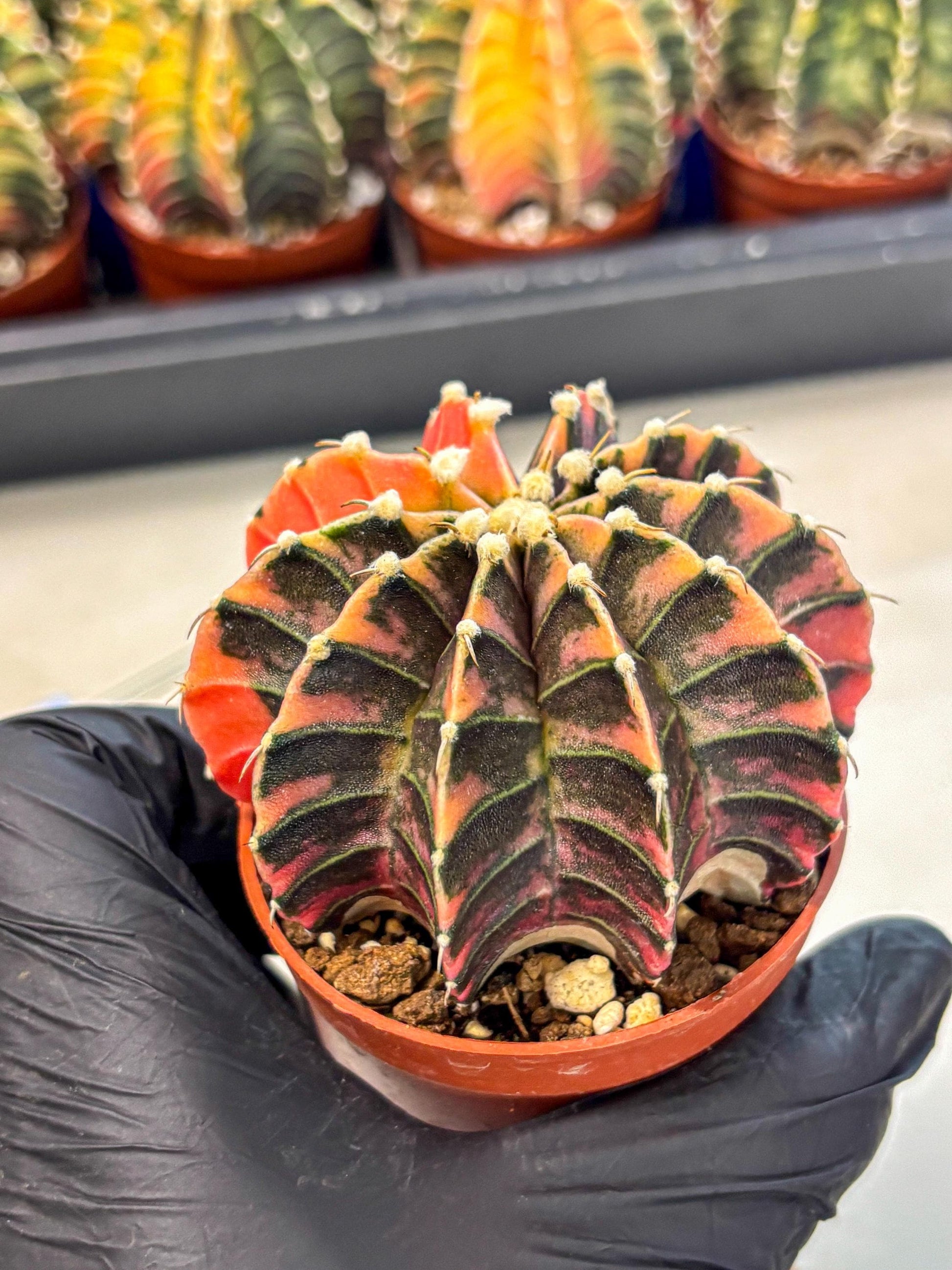 Gymnocalycium Lb Hybrid (gy4) (y5) | Mature Cactus