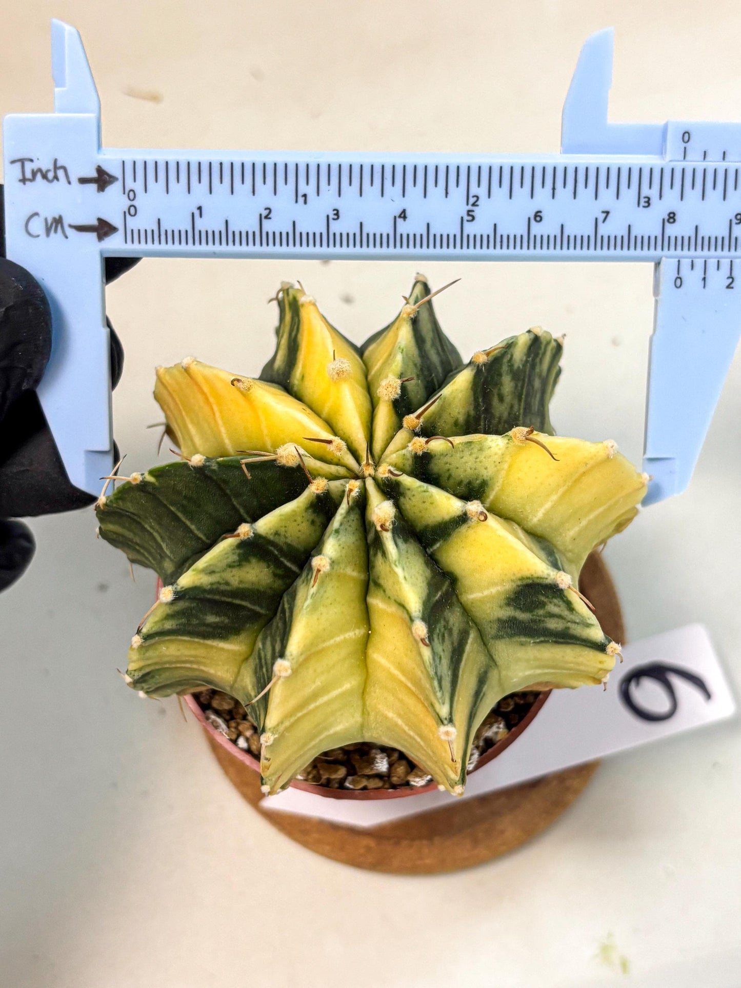 Gymnocalycium Lb Hybrid (gy4) (y6) | Mature Cactus