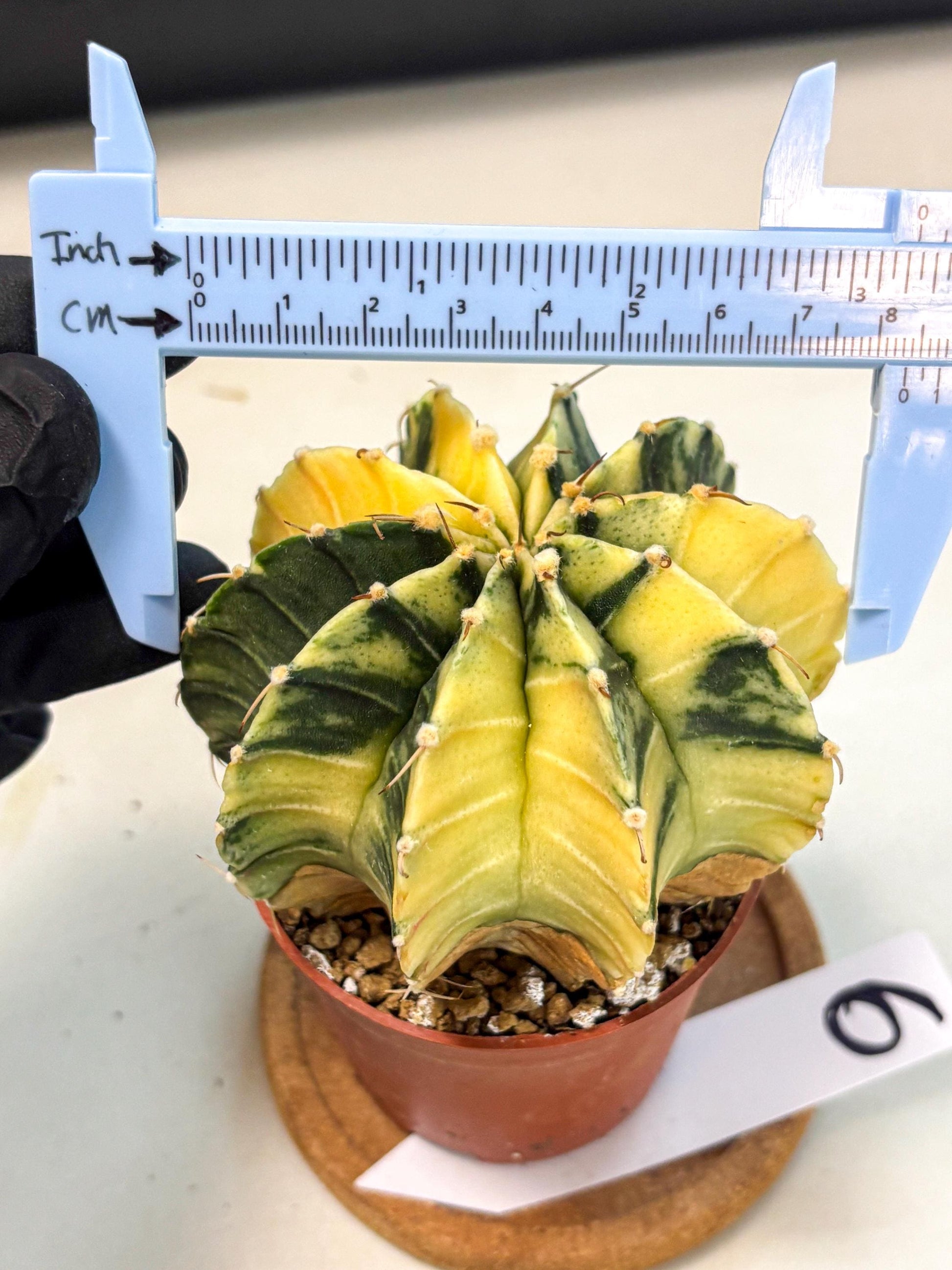 Gymnocalycium Lb Hybrid (gy4) (y6) | Mature Cactus