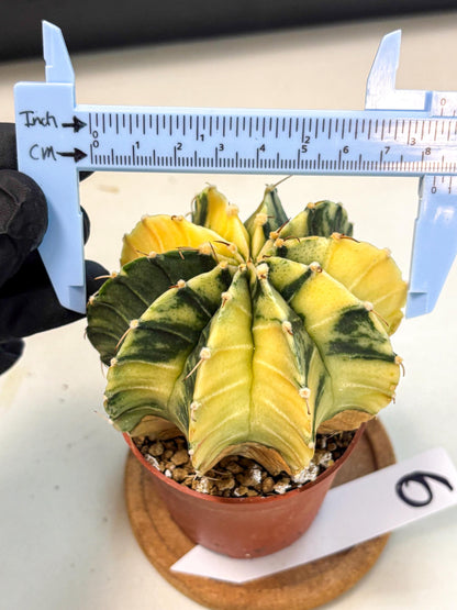 Gymnocalycium Lb Hybrid (gy4) (y6) | Mature Cactus