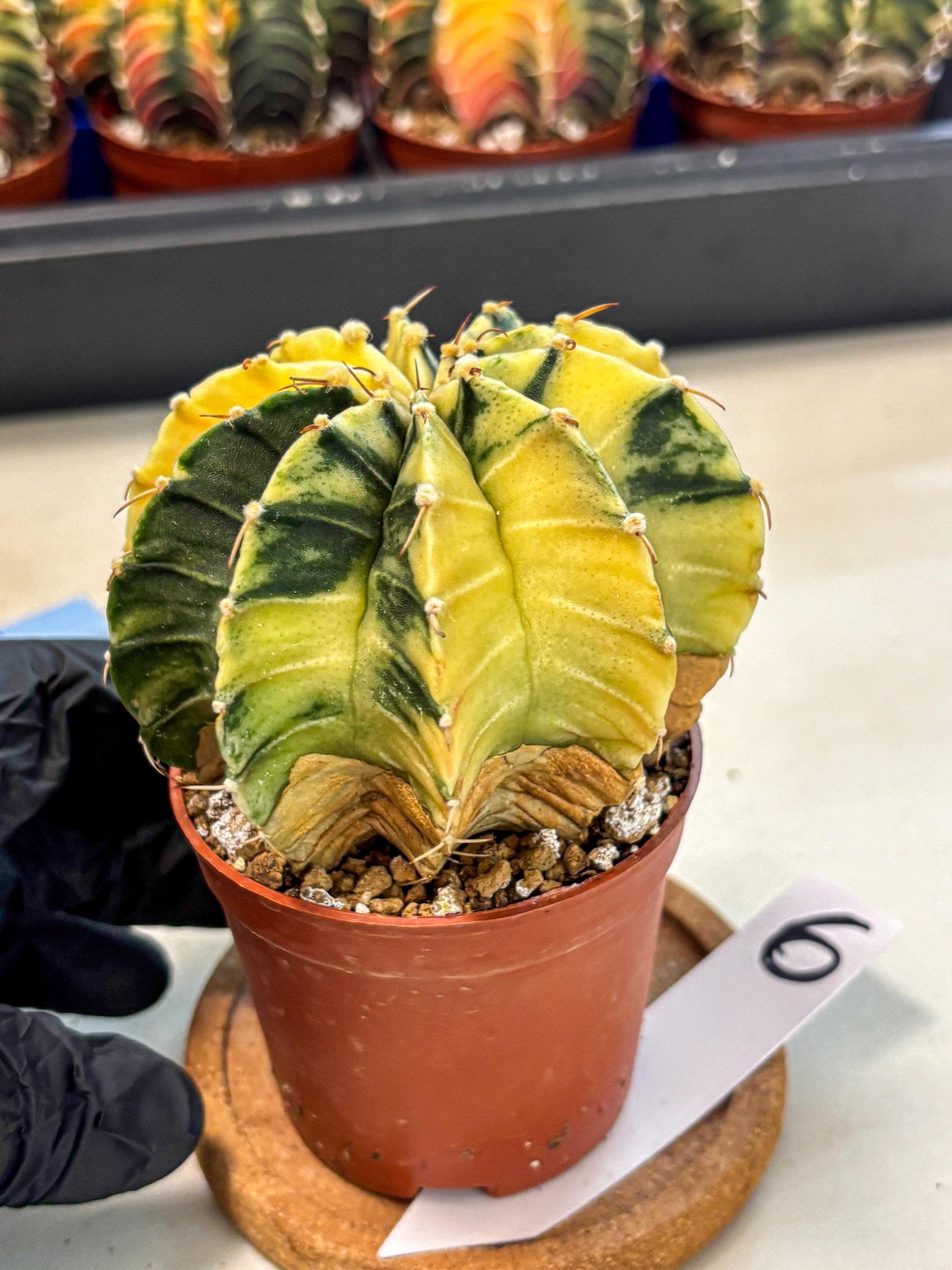 Gymnocalycium Lb Hybrid (gy4) (y6) | Mature Cactus