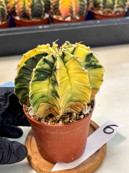 Gymnocalycium Lb Hybrid (gy4) (y6) | Mature Cactus