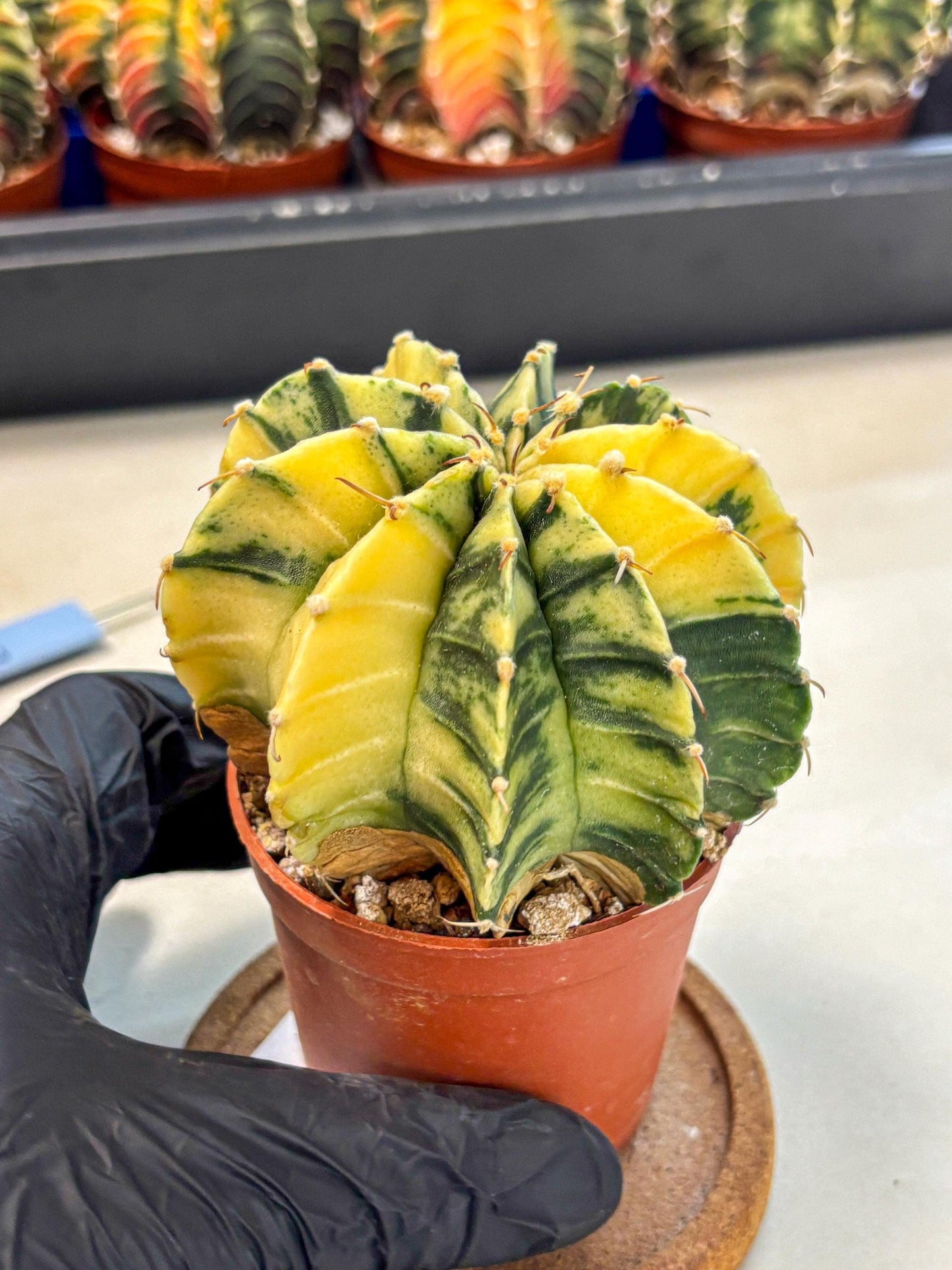 Gymnocalycium Lb Hybrid (gy4) (y6) | Mature Cactus