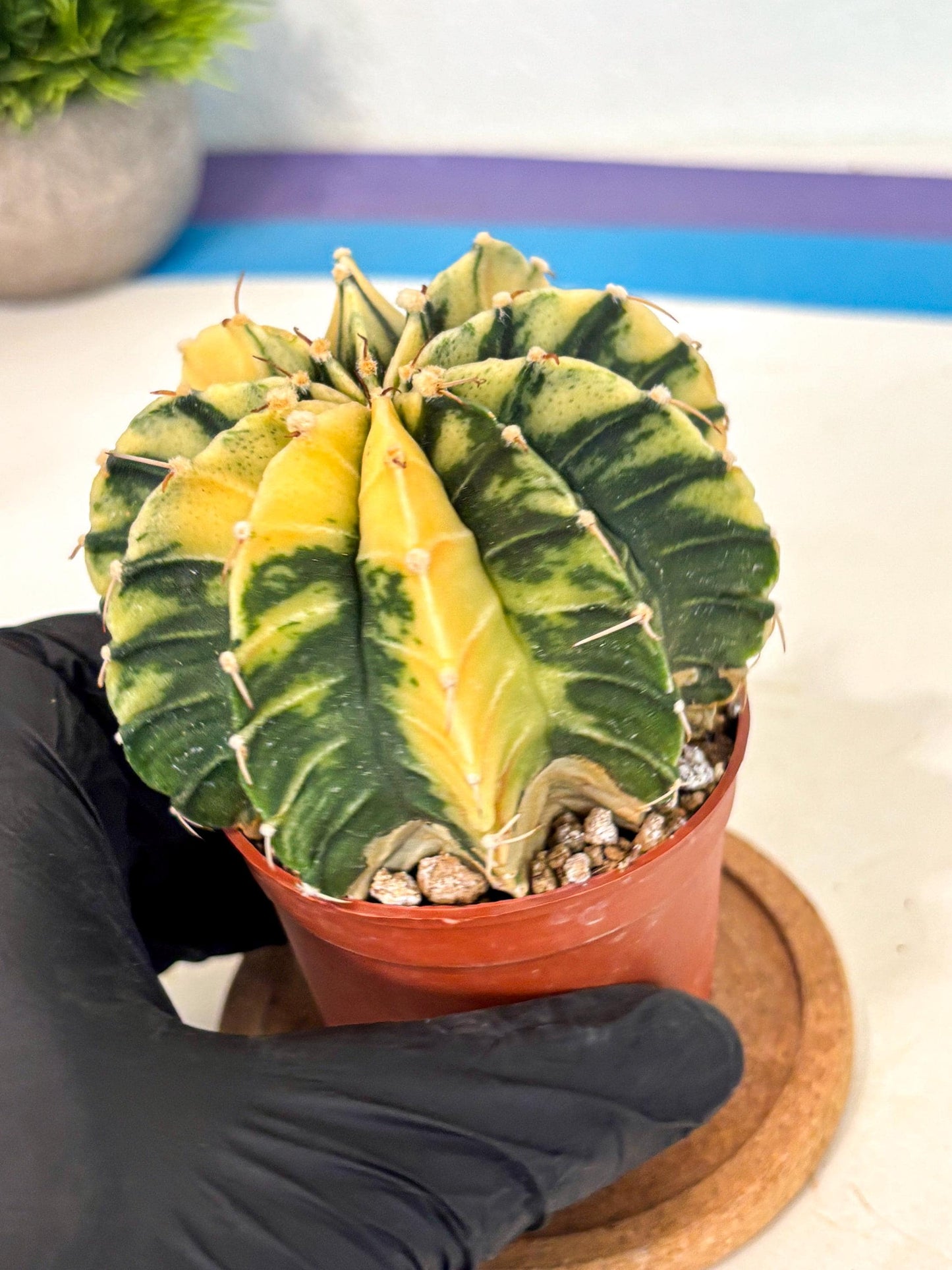 Gymnocalycium Lb Hybrid (gy4) (y6) | Mature Cactus