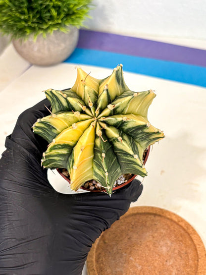 Gymnocalycium Lb Hybrid (gy4) (y6) | Mature Cactus