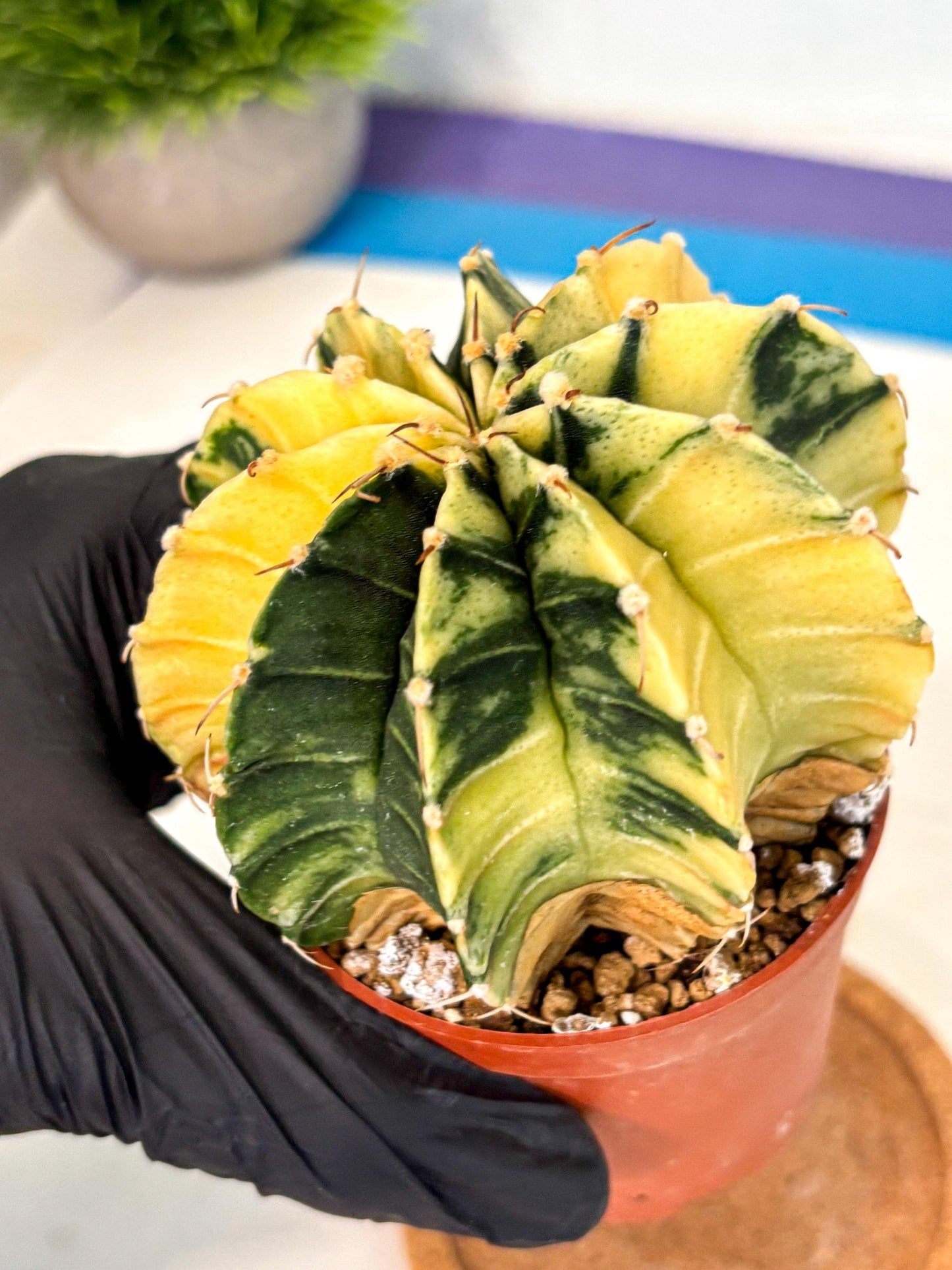 Gymnocalycium Lb Hybrid (gy4) (y6) | Mature Cactus