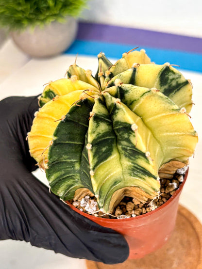 Gymnocalycium Lb Hybrid (gy4) (y6) | Mature Cactus