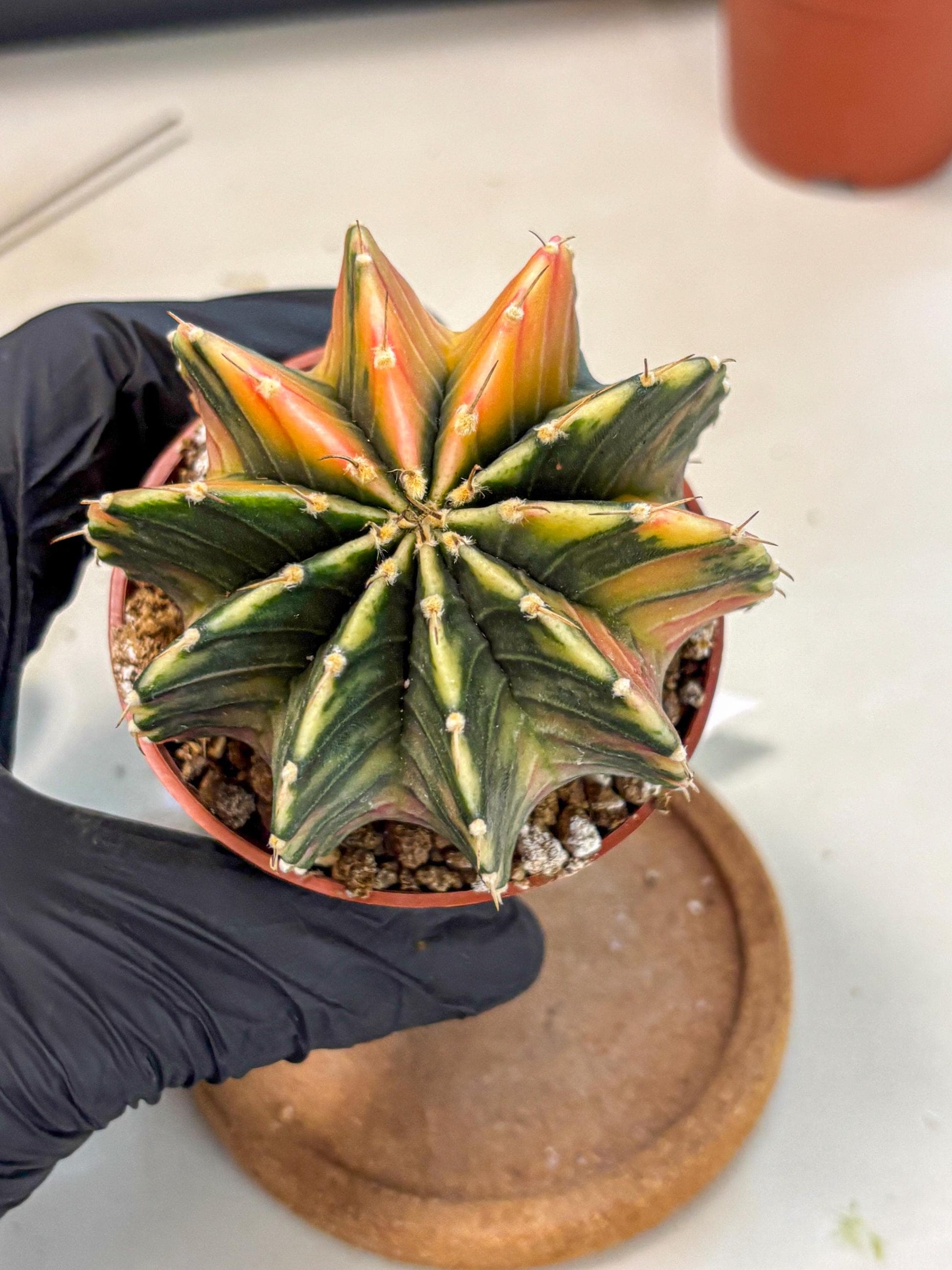 Gymnocalycium Lb Hybrid (gy4) (g1) | Mature Cactus
