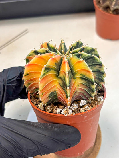 Gymnocalycium Lb Hybrid (gy4) (g1) | Mature Cactus