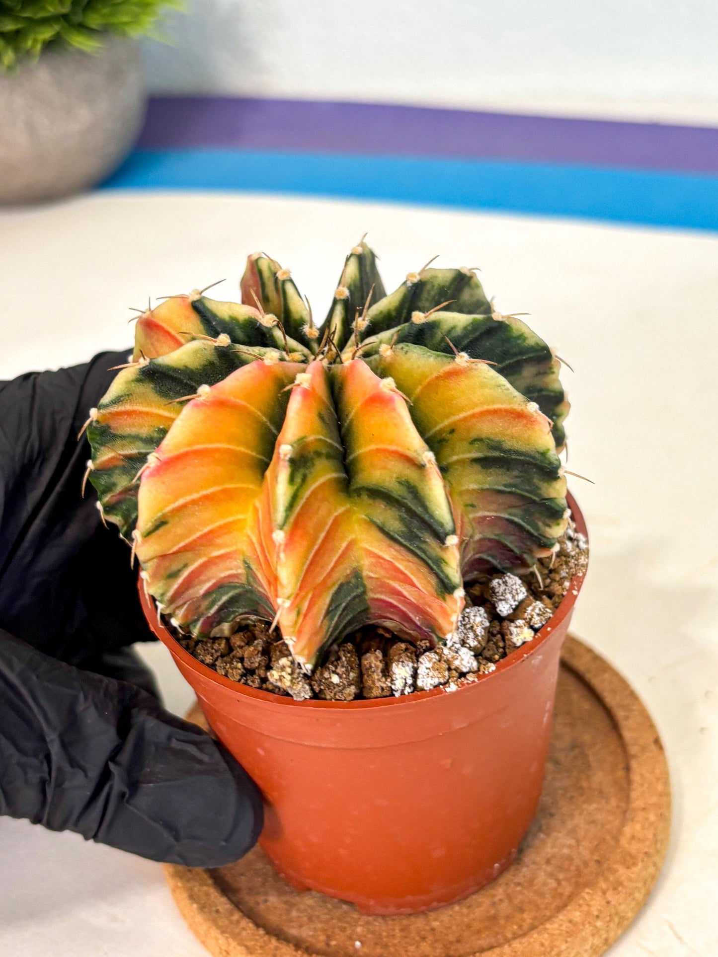Gymnocalycium Lb Hybrid (gy4) (g1) | Mature Cactus