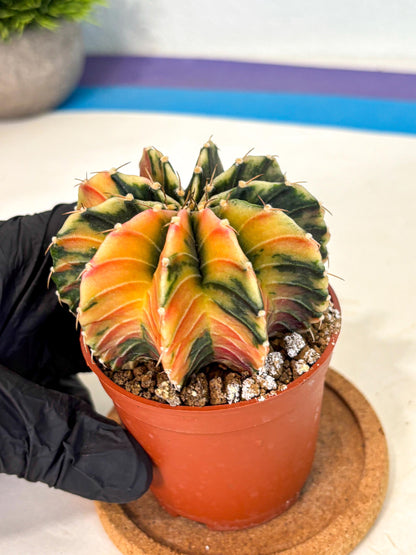 Gymnocalycium Lb Hybrid (gy4) (g1) | Mature Cactus