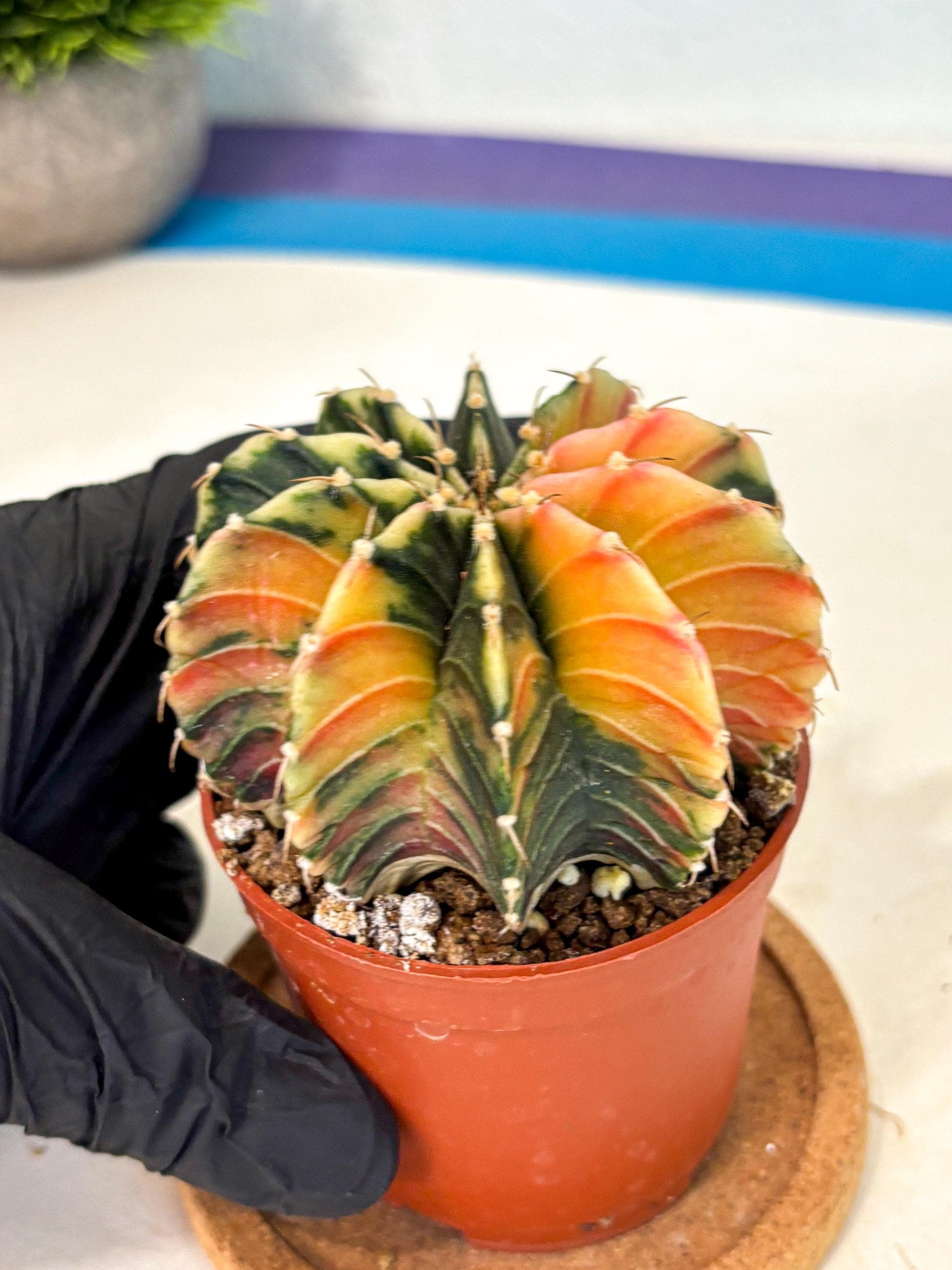 Gymnocalycium Lb Hybrid (gy4) (g1) | Mature Cactus