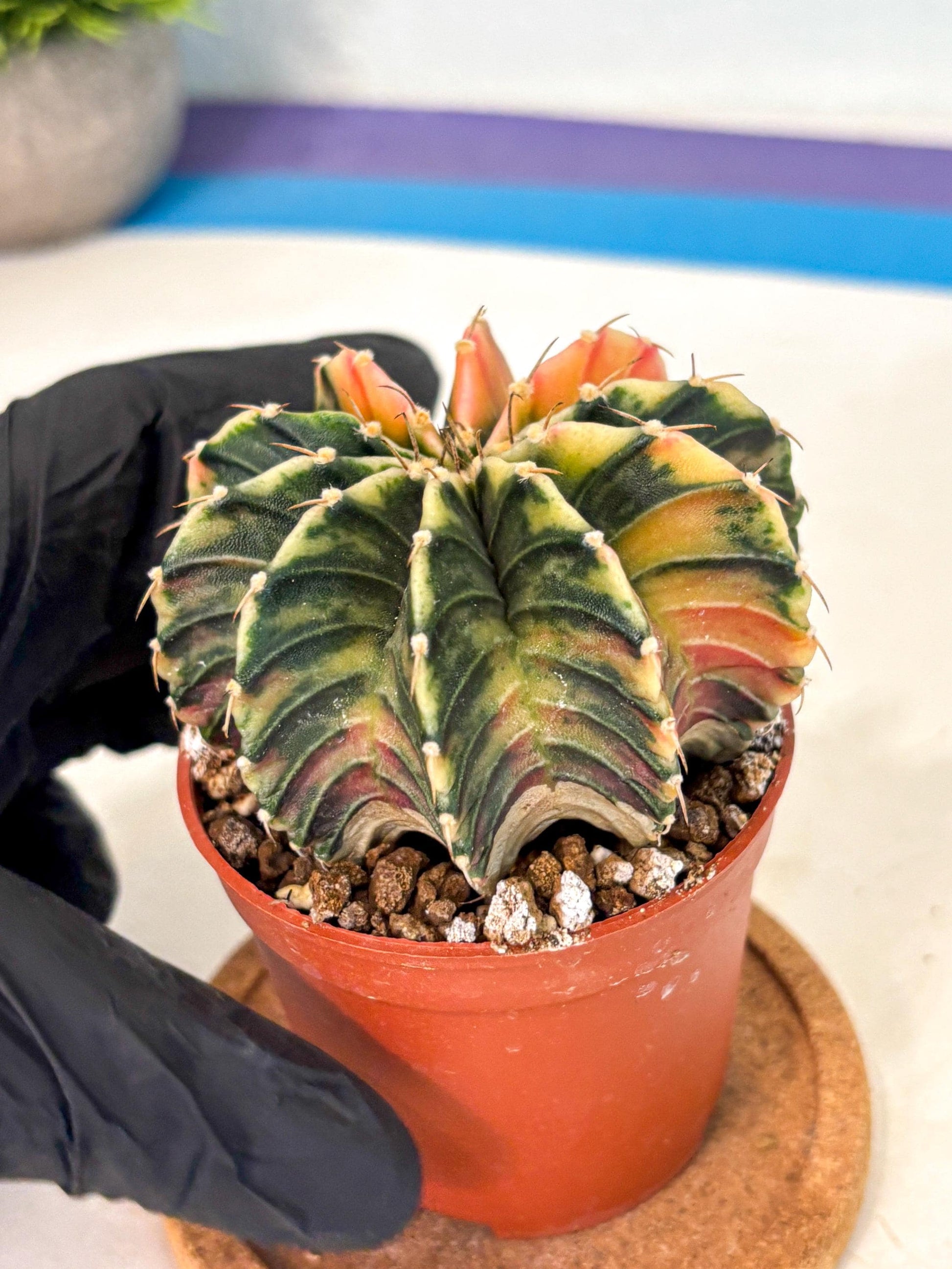 Gymnocalycium Lb Hybrid (gy4) (g1) | Mature Cactus