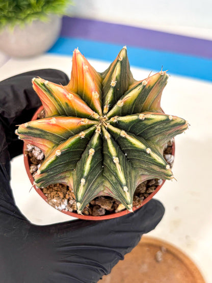 Gymnocalycium Lb Hybrid (gy4) (g1) | Mature Cactus