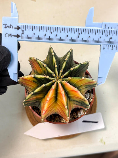 Gymnocalycium Lb Hybrid (gy4) (g1) | Mature Cactus