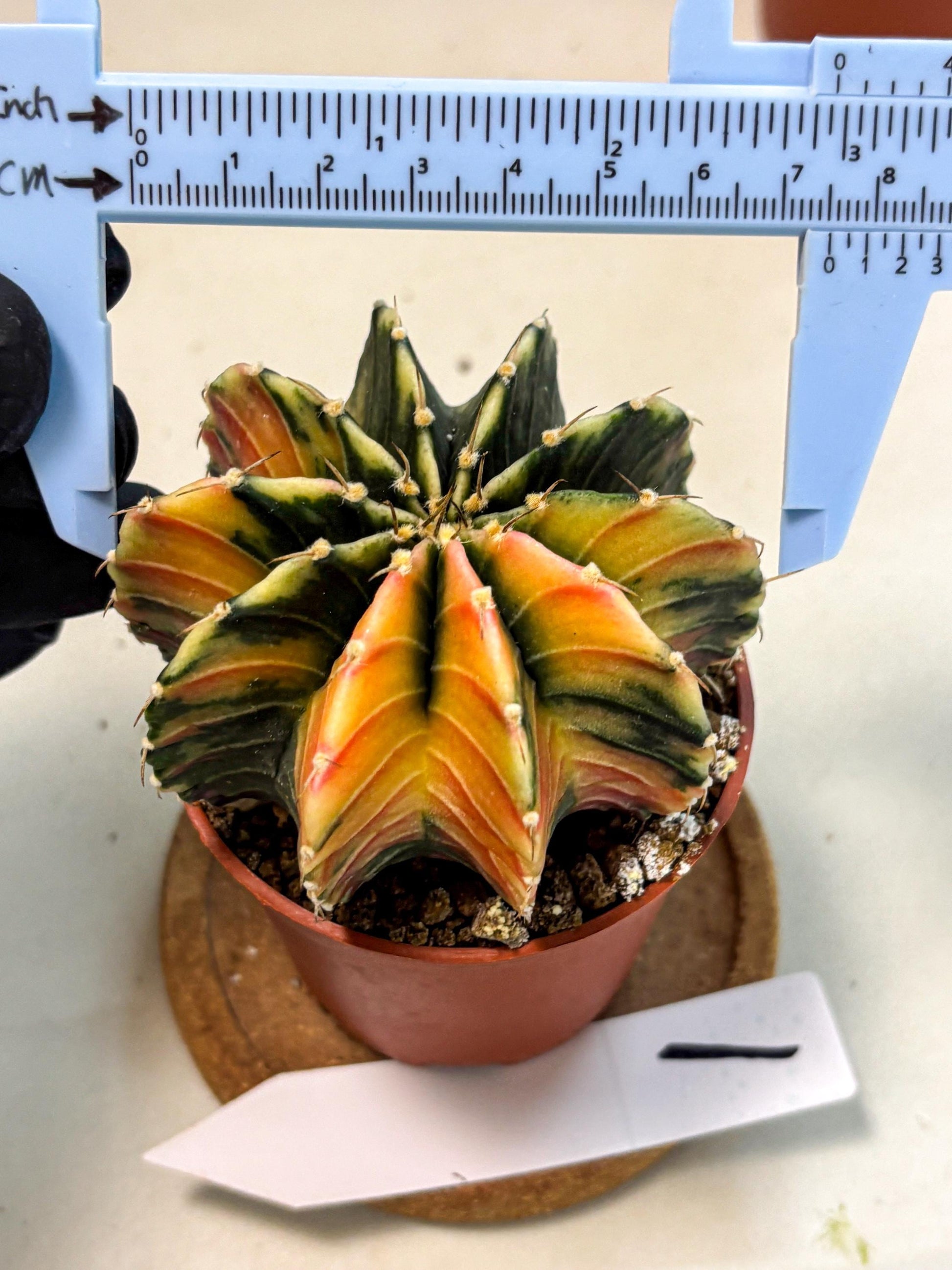 Gymnocalycium Lb Hybrid (gy4) (g1) | Mature Cactus
