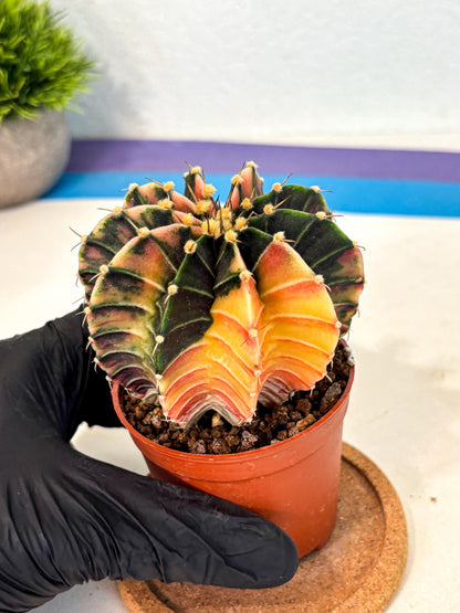 Gymnocalycium Lb Hybrid (gy4) (g2) | Mature Cactus
