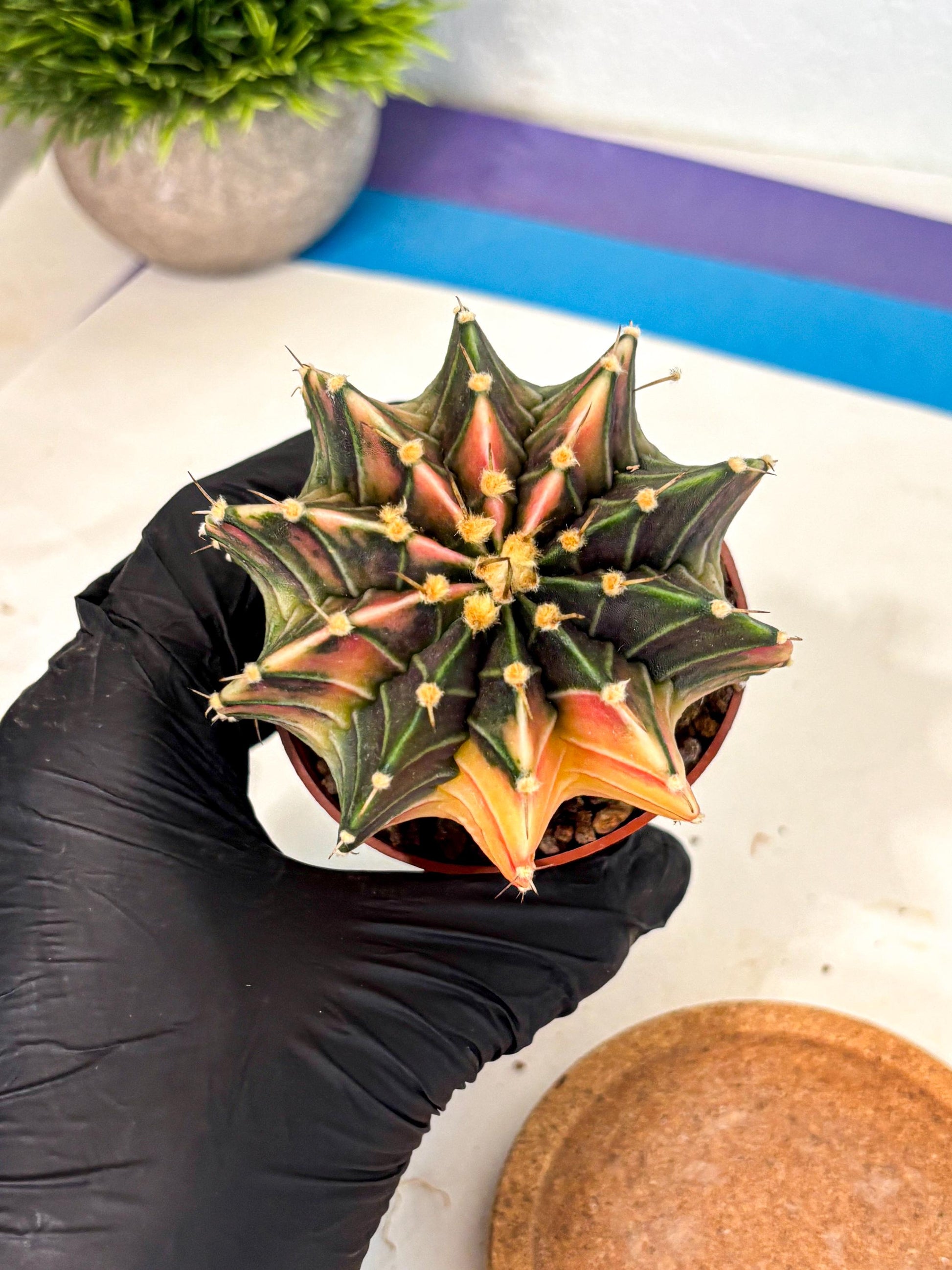 Gymnocalycium Lb Hybrid (gy4) (g2) | Mature Cactus