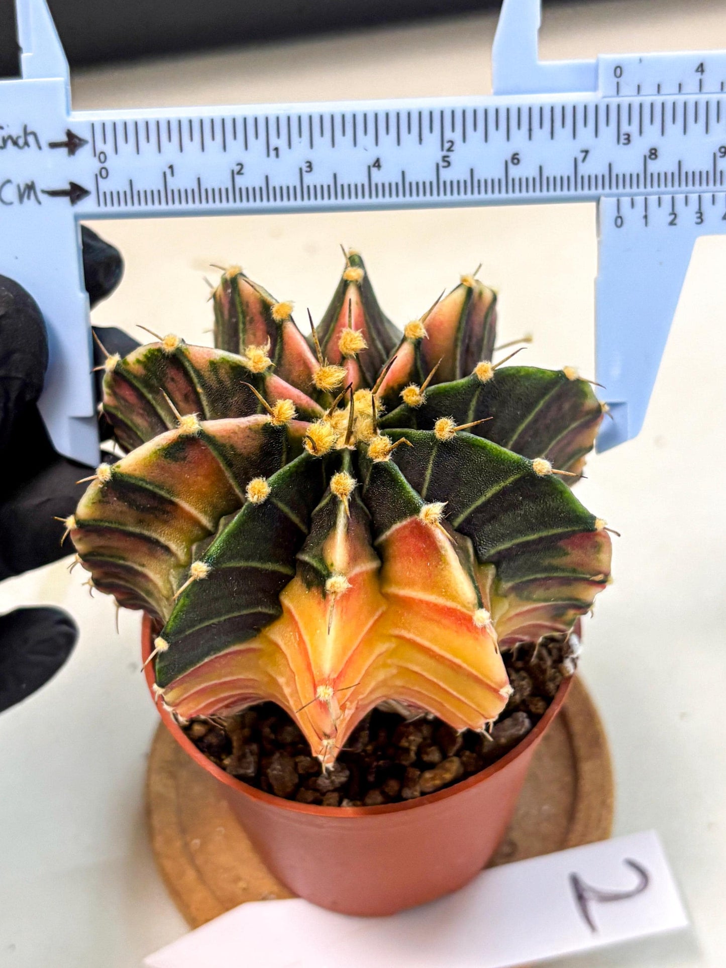 Gymnocalycium Lb Hybrid (gy4) (g2) | Mature Cactus