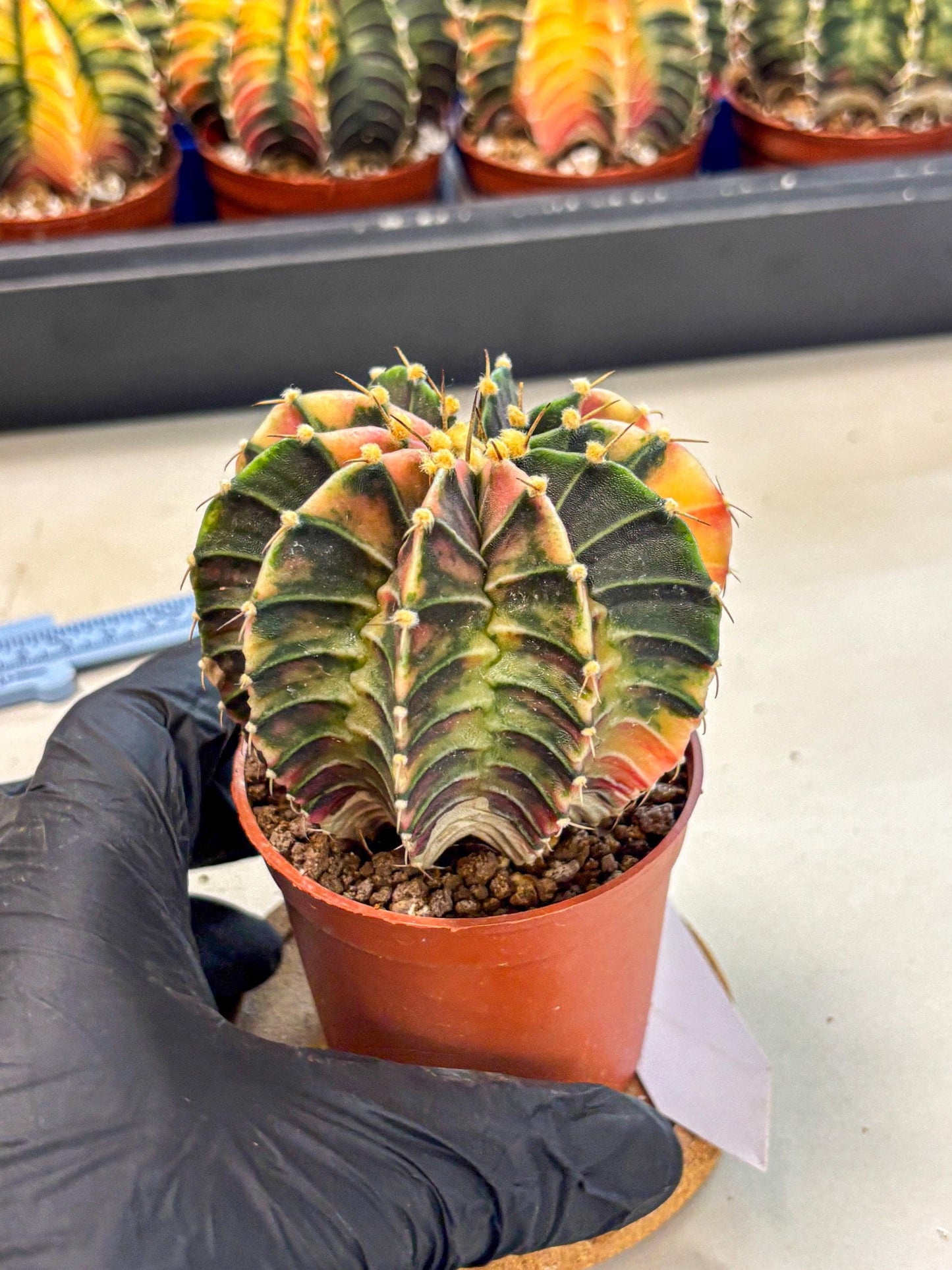 Gymnocalycium Lb Hybrid (gy4) (g2) | Mature Cactus