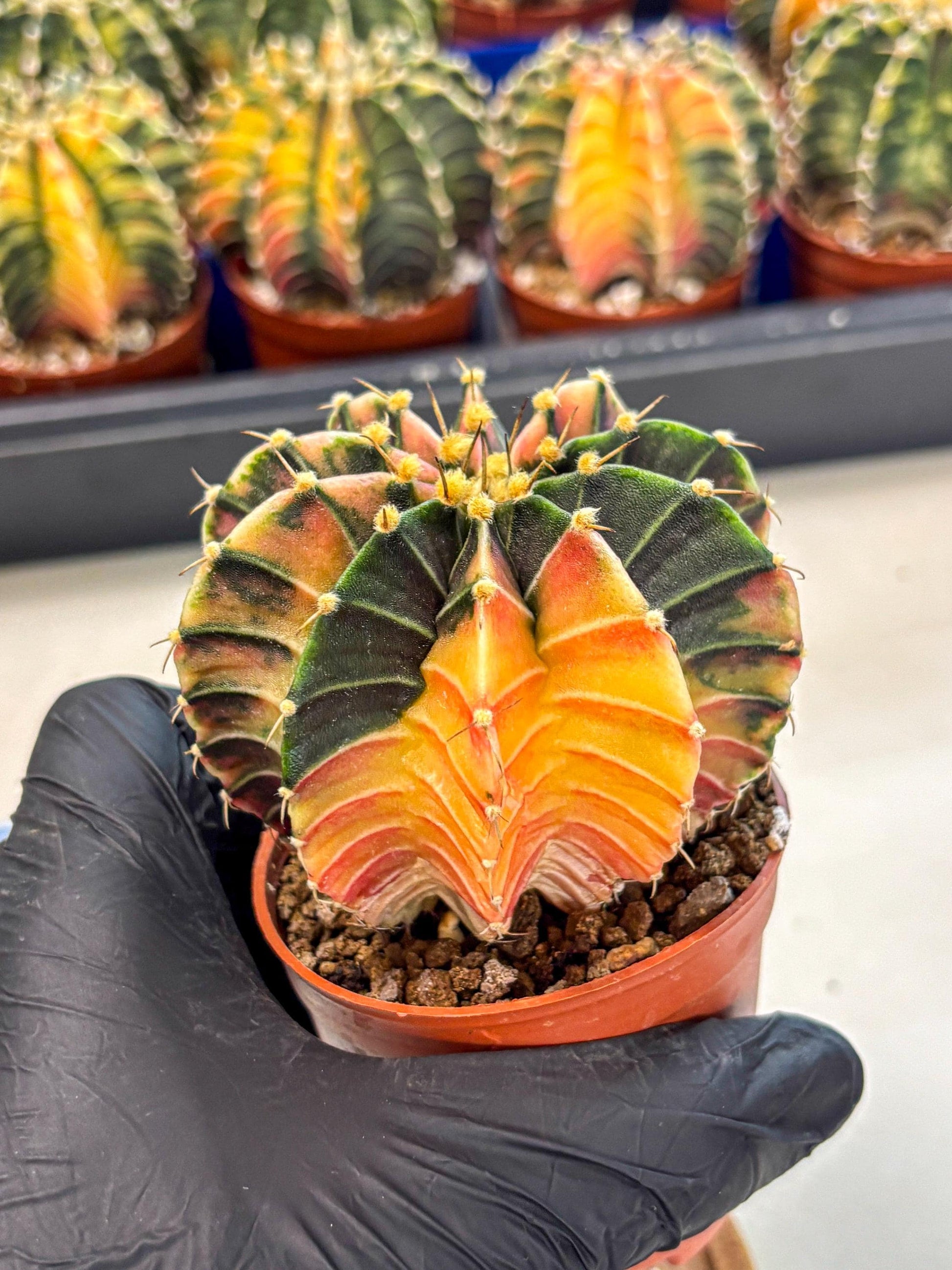 Gymnocalycium Lb Hybrid (gy4) (g2) | Mature Cactus