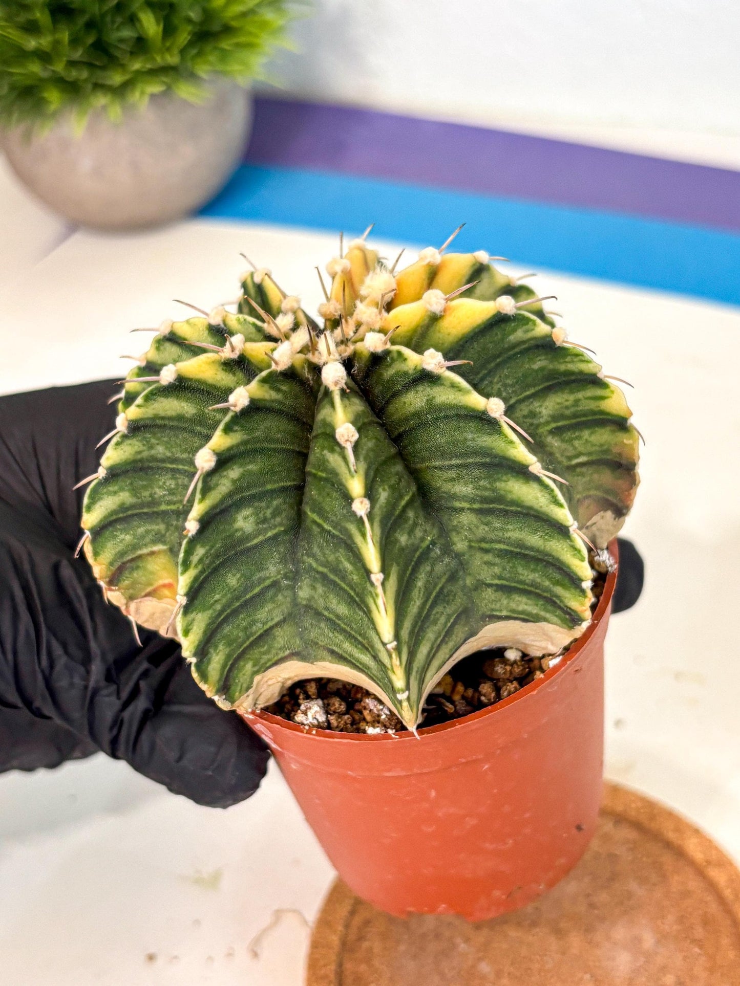 Gymnocalycium Lb Hybrid (gy4) (g3) | Mature Cactus