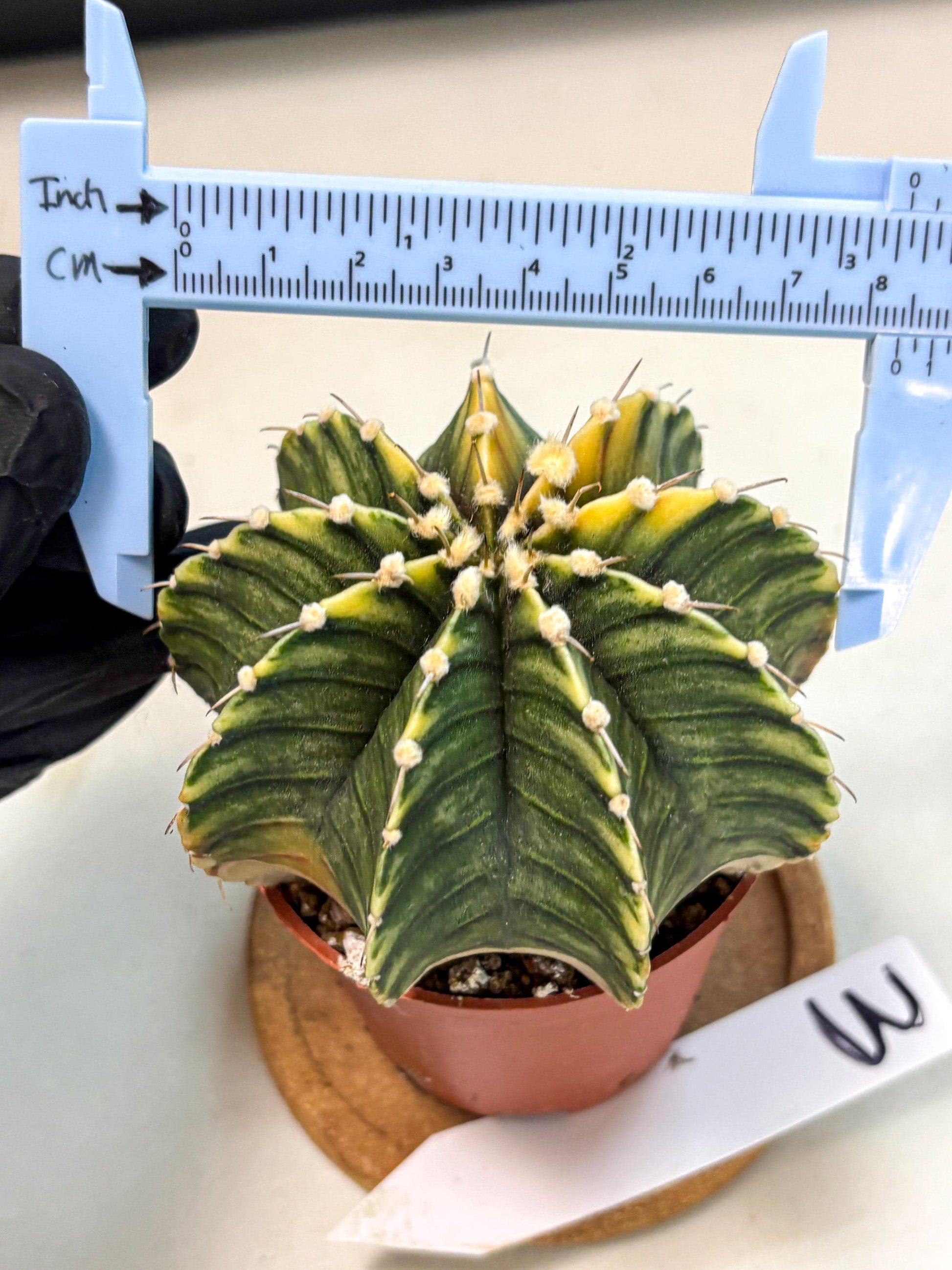 Gymnocalycium Lb Hybrid (gy4) (g3) | Mature Cactus