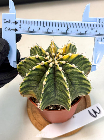 Gymnocalycium Lb Hybrid (gy4) (g3) | Mature Cactus